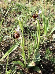 Ophrys scolopax (Orchidaceae)