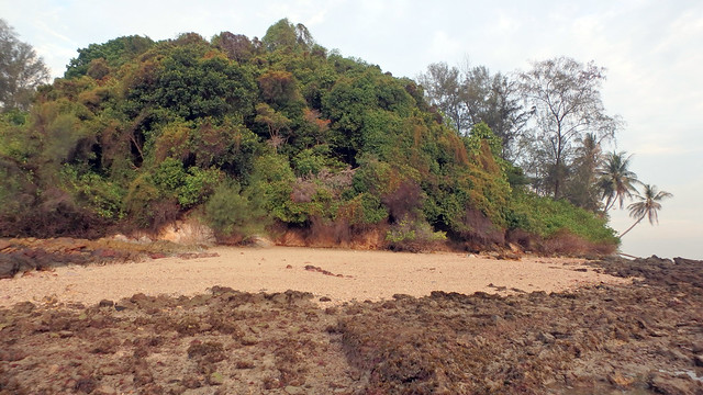 Coastal forest of Small Sisters' Island