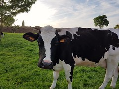 Vache de Serques - Photo of Zouafques