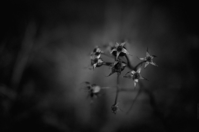 2018.04.24_114/365 - dark stars of this long cold Spring