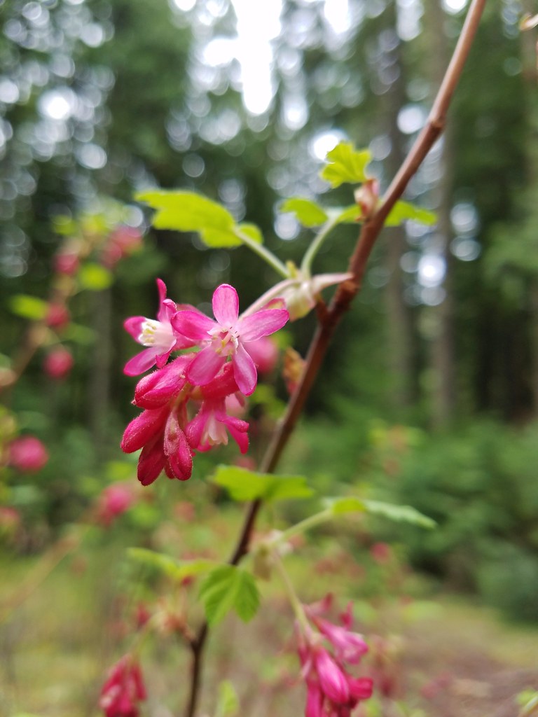 Red flowering currant