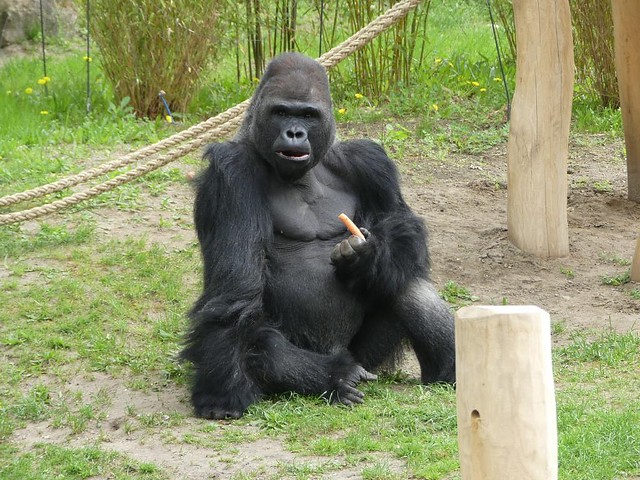 Gorilla Ivo, Zoo Berlin