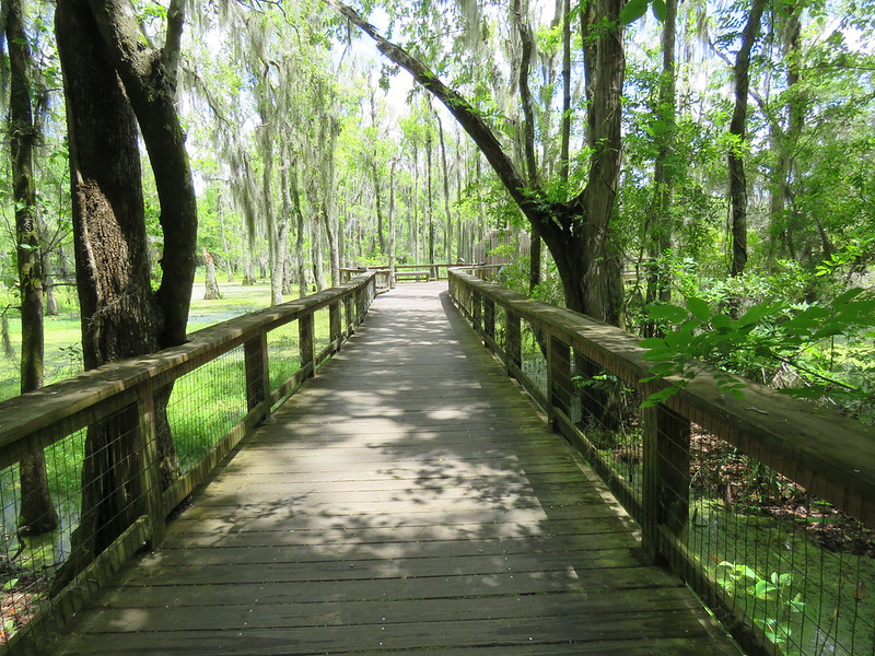 Photo Diary: Magnolia Plantation and Audubon Swamp