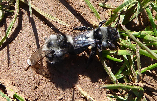 Ashy Mining Bees mating 3