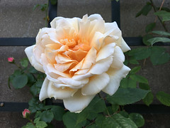 La roseraie - L'Haÿ-les-Roses