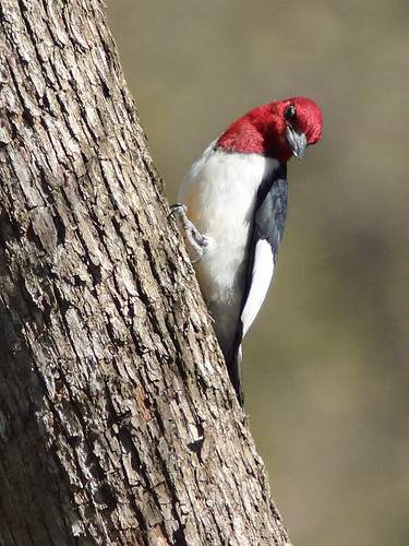Red-headed Woodpecker 04-20180505