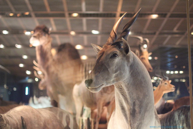 Sites you have to see in Tokyo - National Museum of Nature and Science antelope