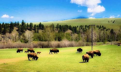green mountains montana buffalo