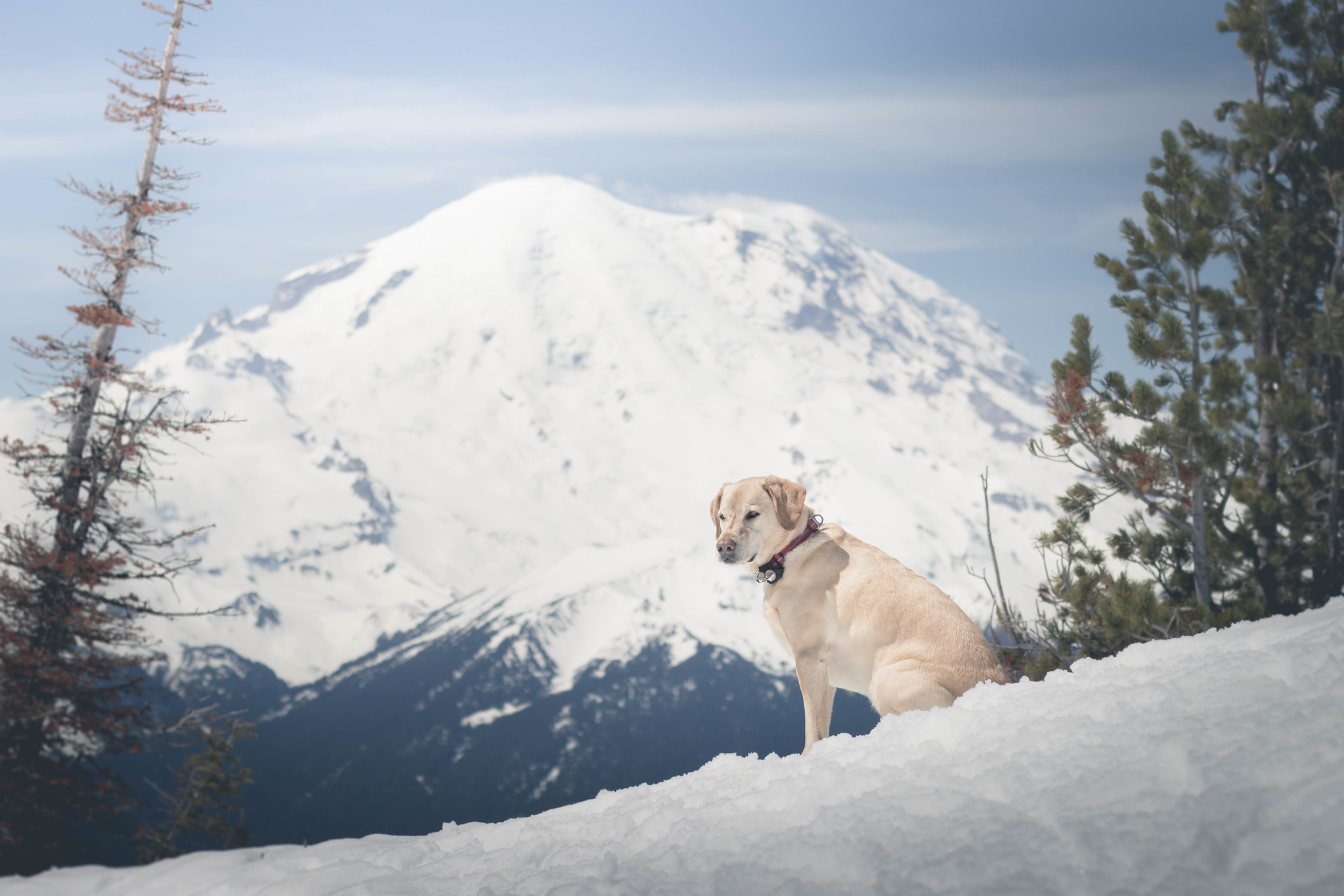 Summit dogs on Crystal Mountain