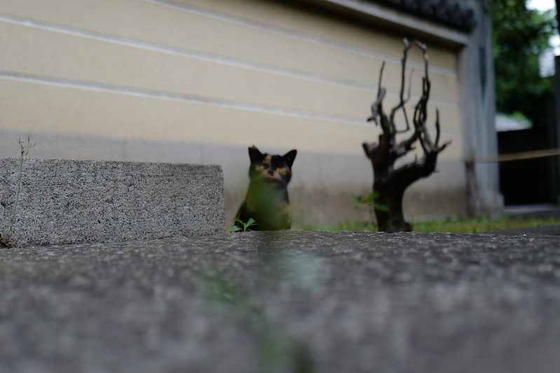 Leica Q雑司ヶ谷法明寺山門の三毛猫