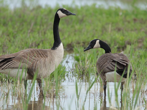 Canada Geese 20180515