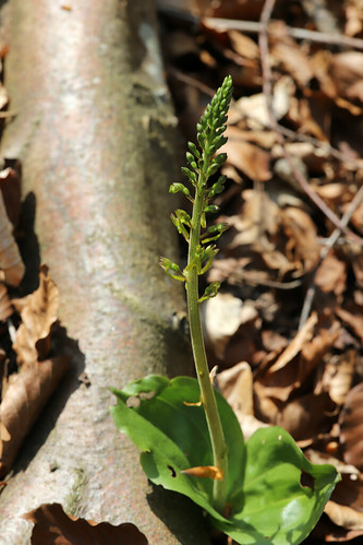 Common Twayblade Neottia ovata