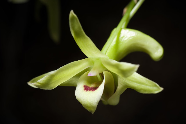 [Yakushima Is., Japan / 屋久島] Dendrobium catenatum Lindl., Gen. Sp. Orchid. Pl.: 84 (1830).