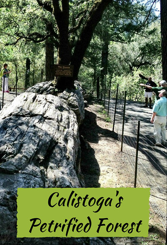 Calistoga's Petrified Forest