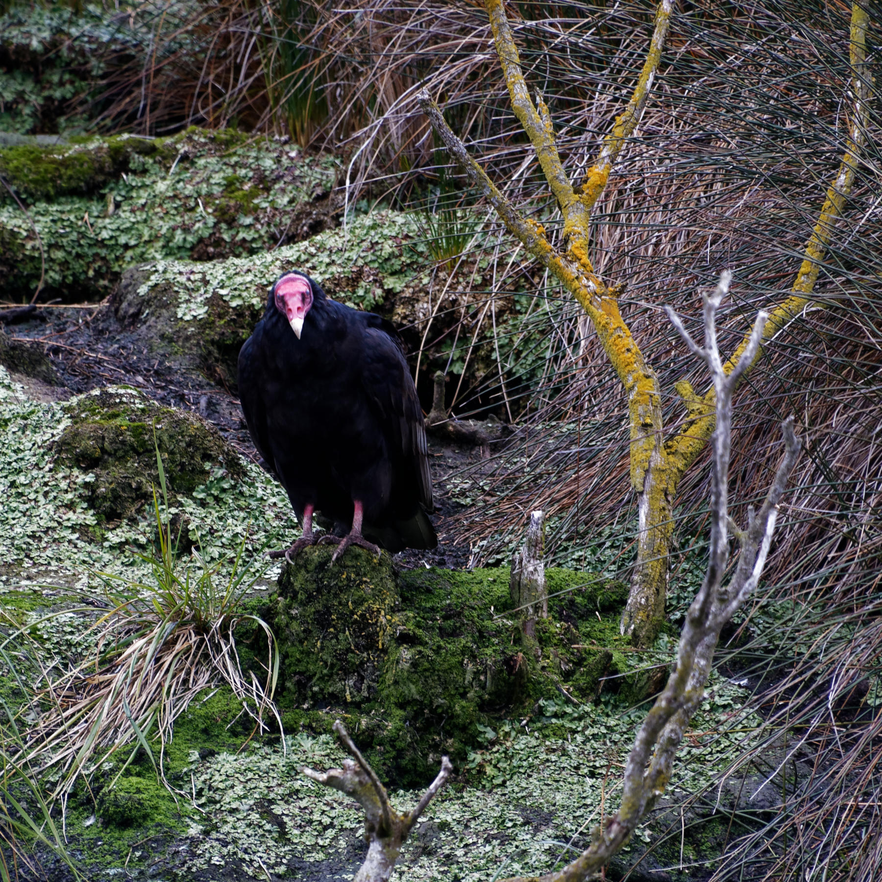Turkey Vulture on Tucker Islet