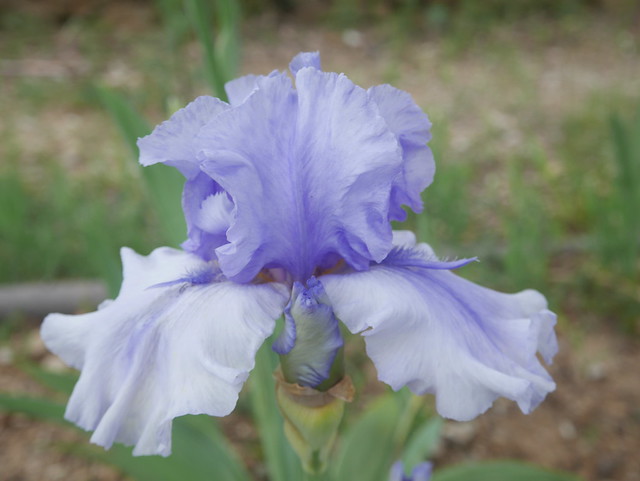 Iris 'Sovereign Crown' - George Sutton 2001 28226439918_5ab2711c25_z