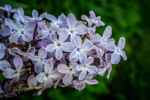 Samish Island Lilacs-003