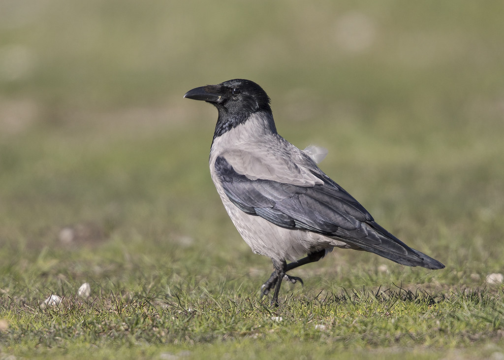 Hooded Crow  Corvus cornix