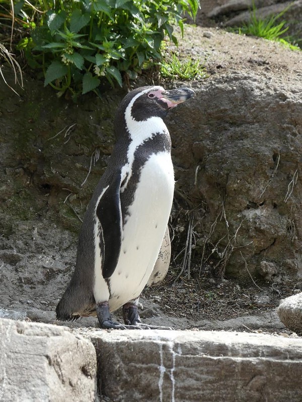Humboldt-Pinguin, Hagenbeck