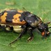 Sexton or Burying Beetle ~ Nicrophorus vespillo