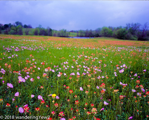 120 6x7 austincounty mamiya mamiya7ii texas texaswildflowers film filmscan flower indianpaintbrush mediumformat pinkeveningprimrose wildflower