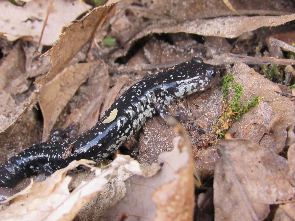 N. Slimy Salamander