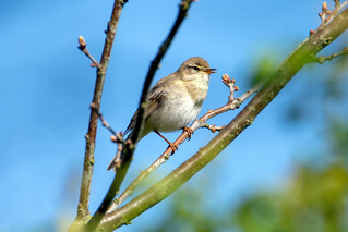 Willow warbler