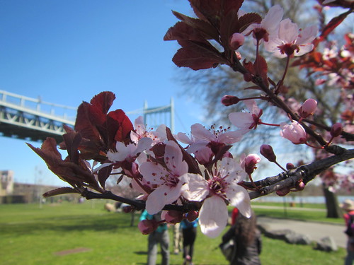 Blossom hike