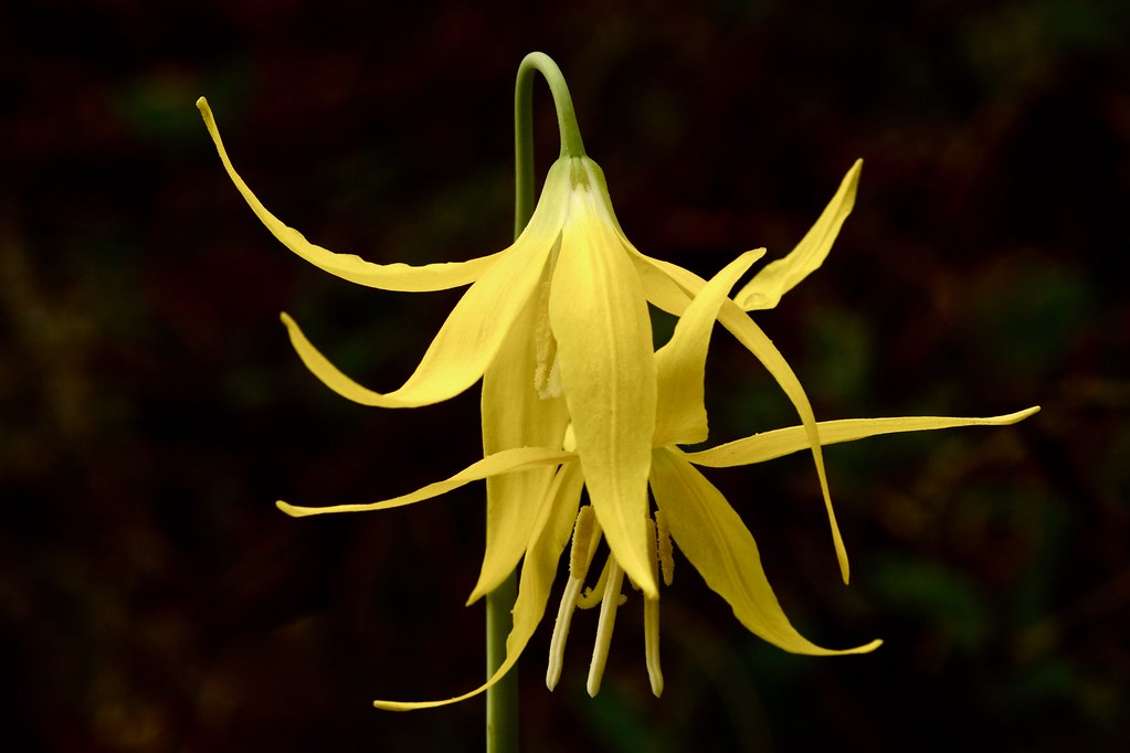 Glacier lily, Avalanche Lily