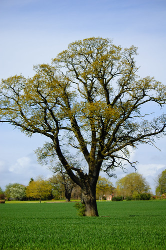 nature oak plant tree perton staffordshire england