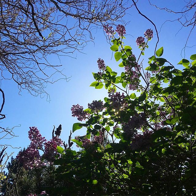 Mmmm the lilacs are starting to bloom 💜