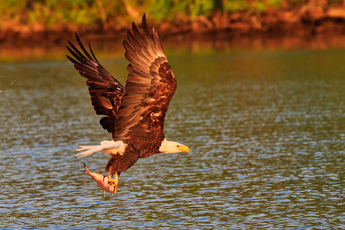 virginia action adult background bird eagle jamesriver raptor spring sunrise water wildlife chester unitedstates us
