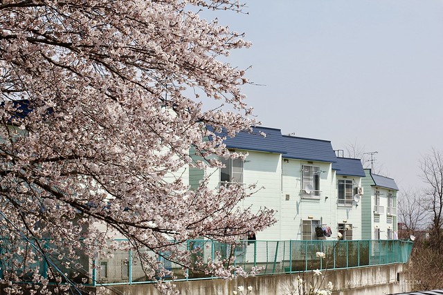 Cherry Blossoms in Hirosaki by canal
