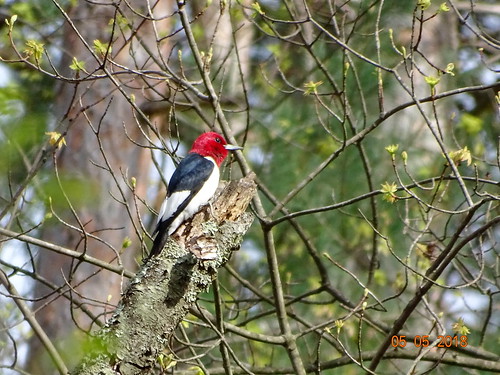 redheadedwoodpecker beltzvillestatepark carboncounty pa sonyhx400v