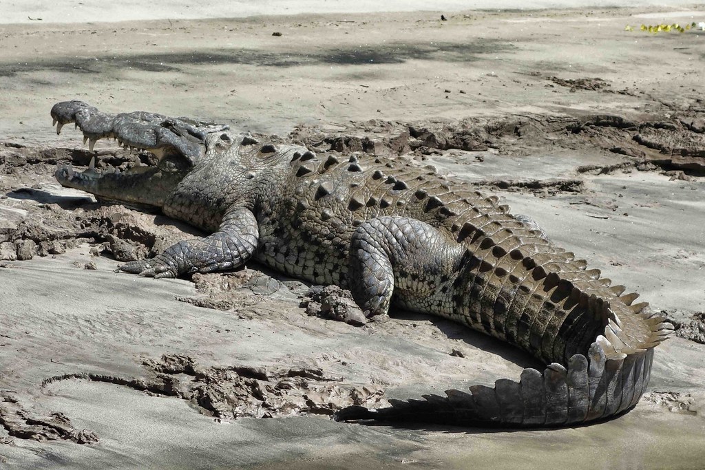 Canon del sumidero - Crocodiles 6