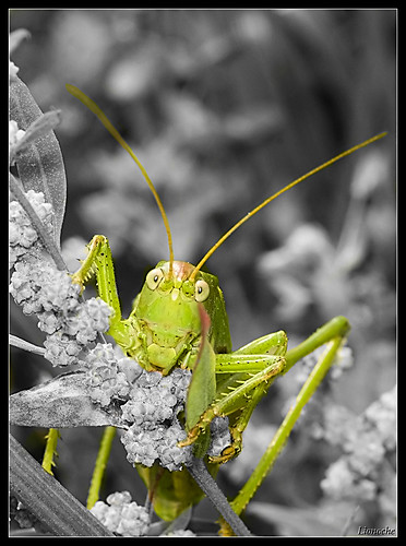 macro topf25 bravo grasshopper sauterelle saltamontes gafanhoto heuschrecke interestingness18 i500 judgmentday60 abigfave minoltaaf100macro springslot