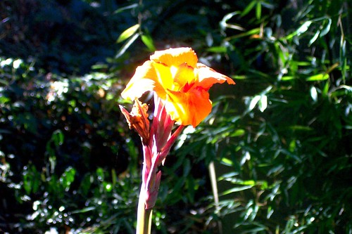 canna blooms