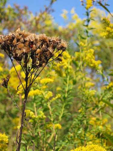 Ironweed, Vernonia altissima