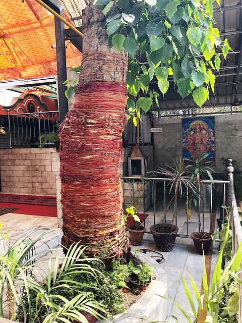 City Faith - A Tree's New Life, Shiv Temple, Vinay Marg