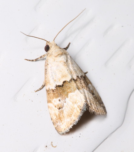 lepidoptera moths australia manningriver inaturalist tinonee maliatthaamorpha
