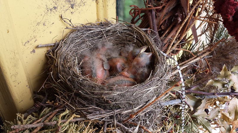 Baby Robins in Nest
