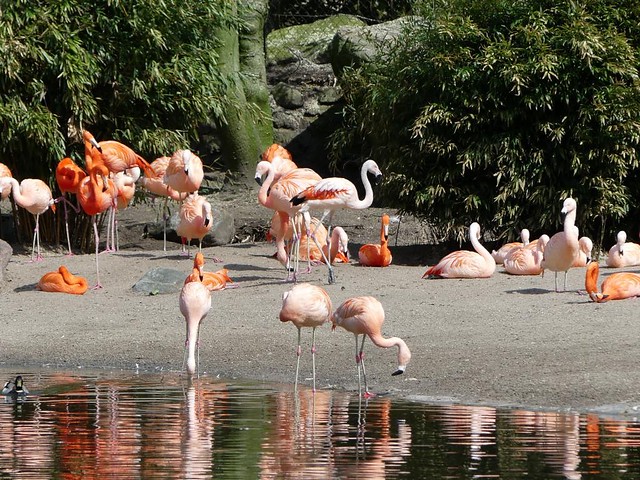 Flamingos, Hagenbeck