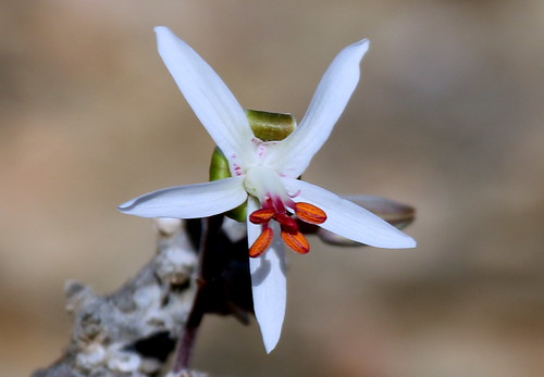 Pelargonium ceratophyllum, section Otidia