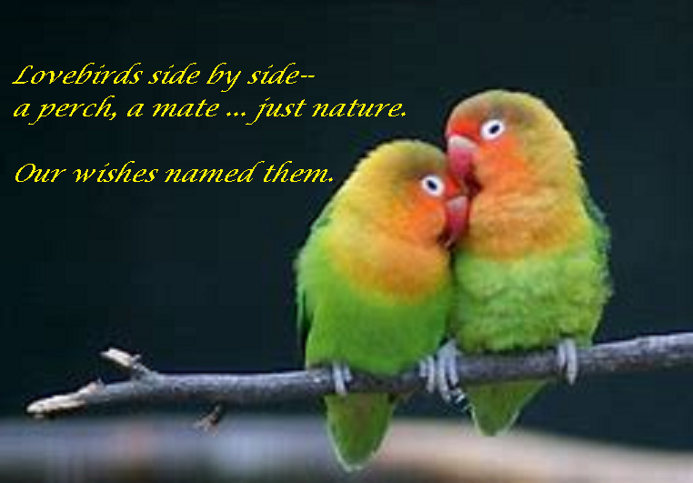 lovebirds44withtext