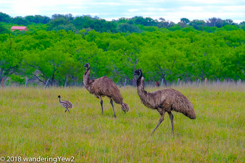 fujixpro2 hillcountry llanocounty texas texashillcountry bird emu