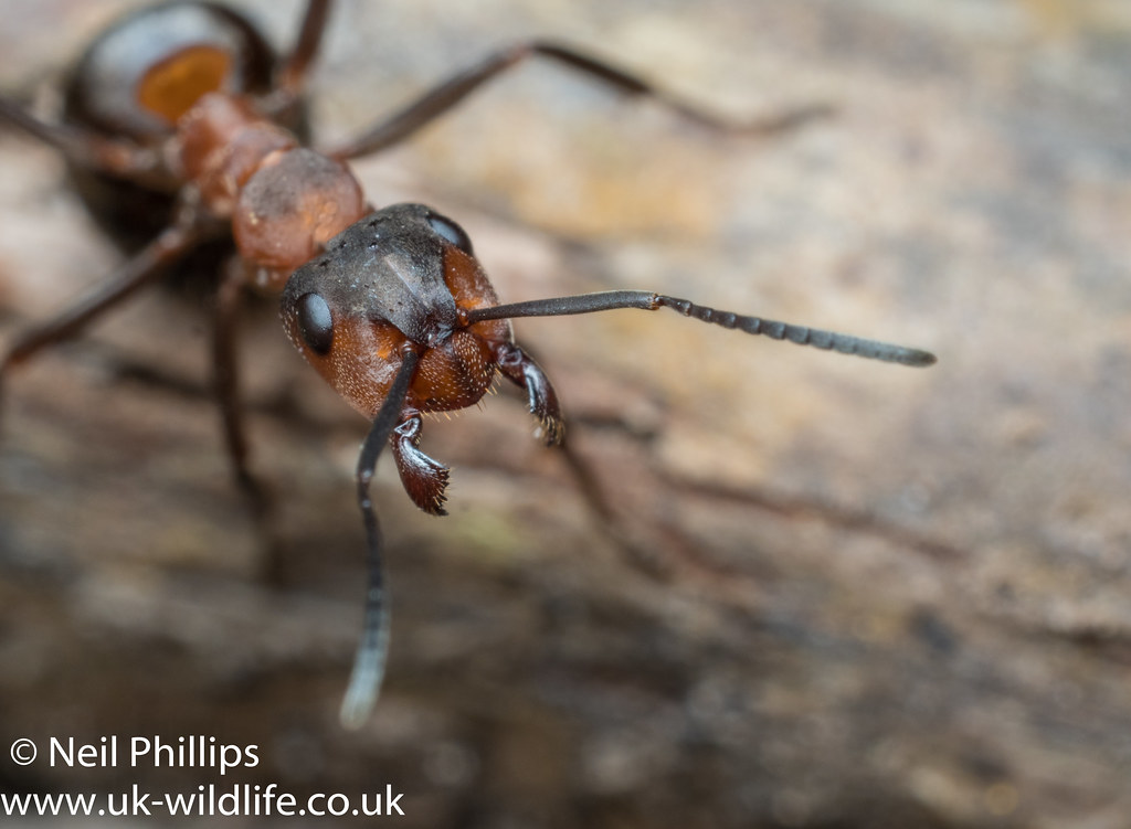 Wood ant-13