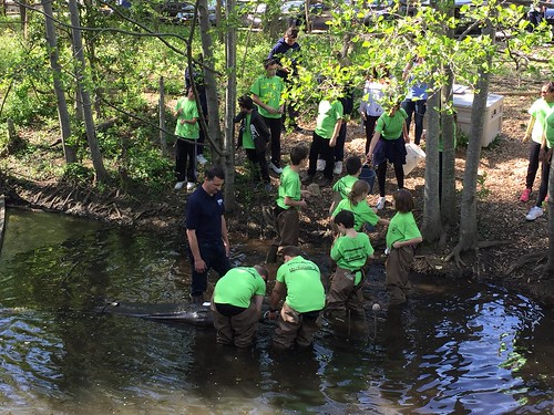 Staten Island Eel Count 2018