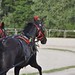 Kasaške dirke v Komendi 13.05.2018 Kmečke vprege