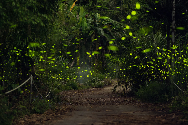 螢河派對｜FIREFLY