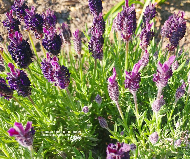 Lavender in the front garden
